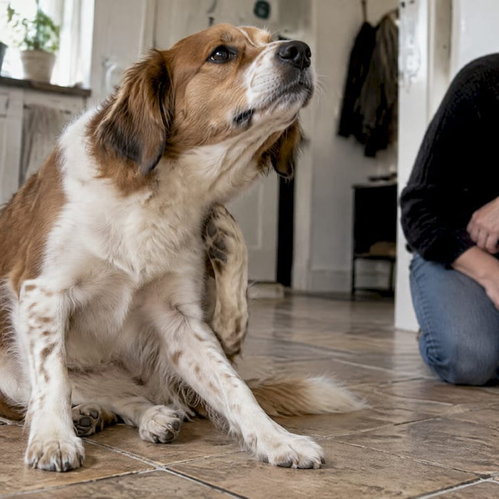 Hunden klør sig under halsen derhjemme
