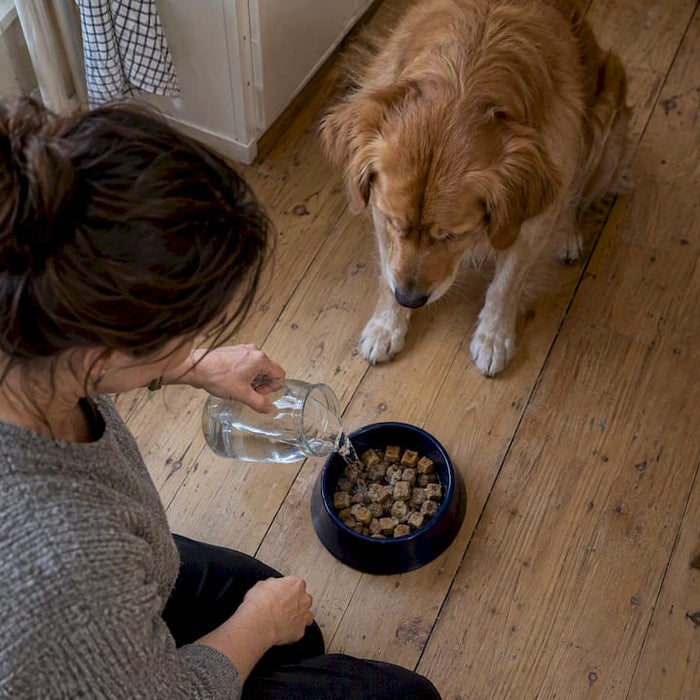 Hund venter på genopblødt frysetørret foder