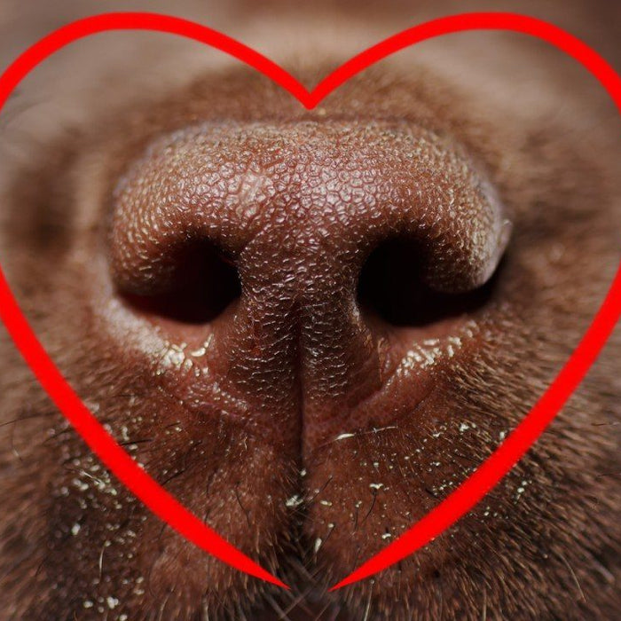 5 grunde til at give din hund B-vitamin kompleks
