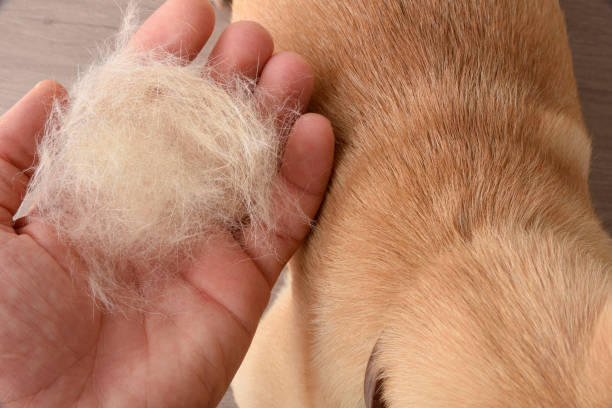 Hvorfor fælder min hund meget? – Og hvad kan jeg gøre ved det?