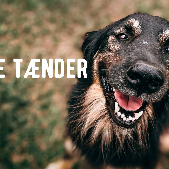 Hvordan fjerner man tandsten på hunde?