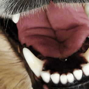 Tandpasta til hunde: Slip nemt af med Tandsten og Plak med Sølvtandpasta