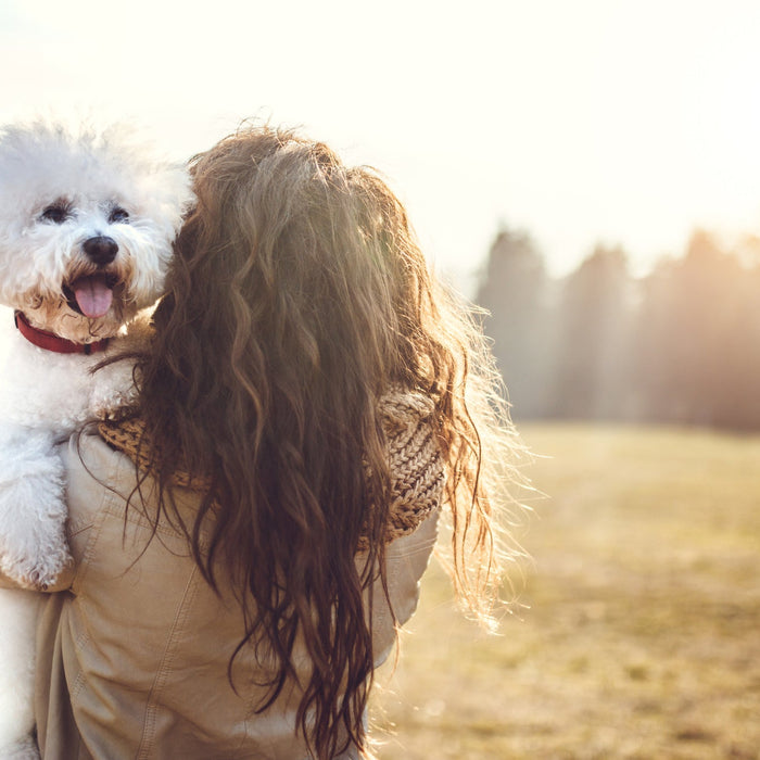 Bichon Frise Pelspleje - Bedste shampoo til Bamseklip og andre frisurer