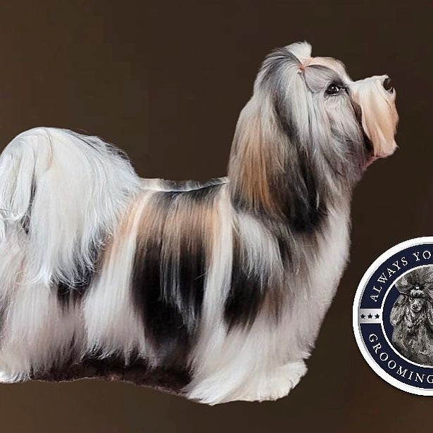 Bichon Havanaise Grooming - En guide til det optimale bad