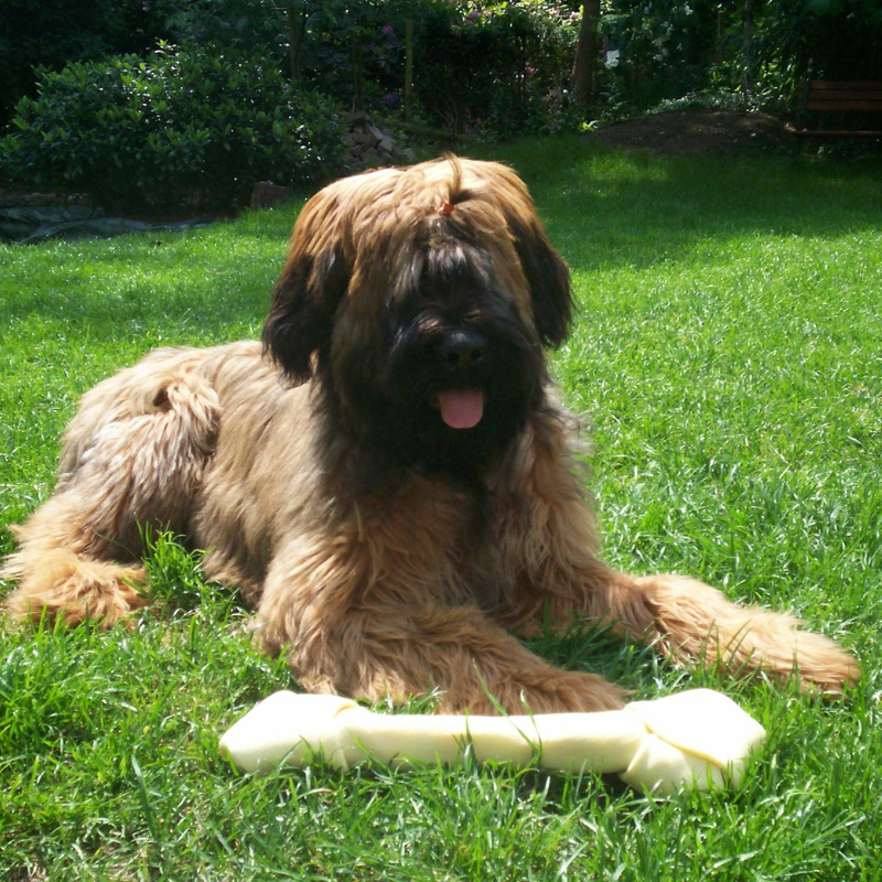 Alt hvad Du Skal Vide om Briard & Briard Hvalpe