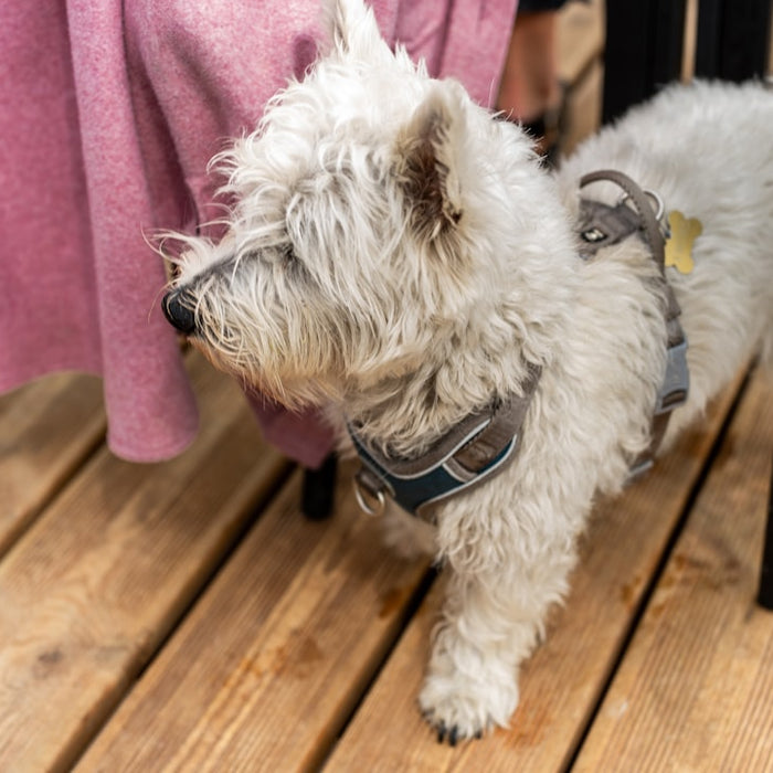 10 grunde til at vælge tyggeben fra Riverwood til din hund