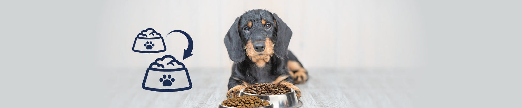 Succesfuldt foderskift til din hund - Sådan!