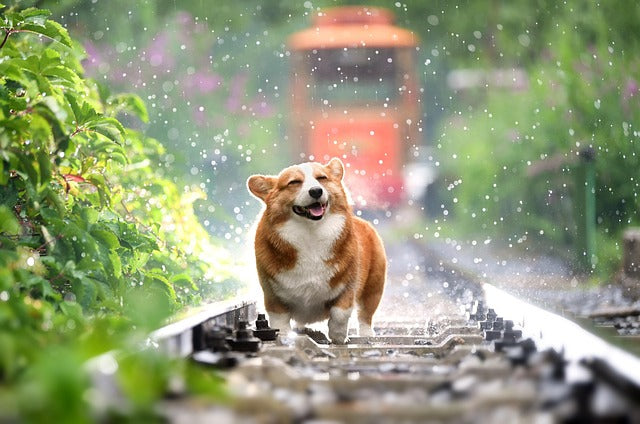 Vitaminer til Hunde: En Guide gennem Livets Faser