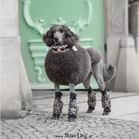 Millor Dog