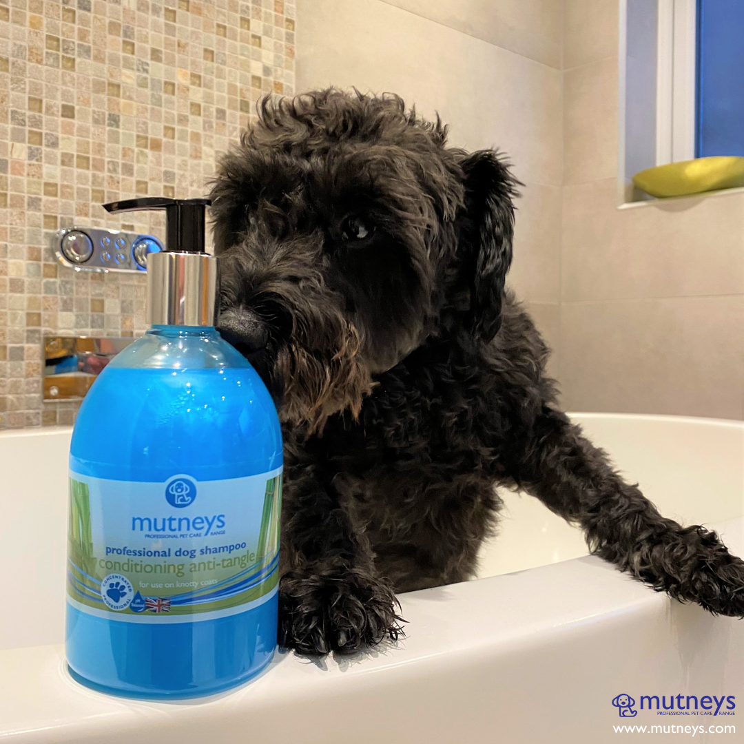 Mutneys Detangler Hundeshampoo | Reducerer sammenfiltringer og pelsknuder