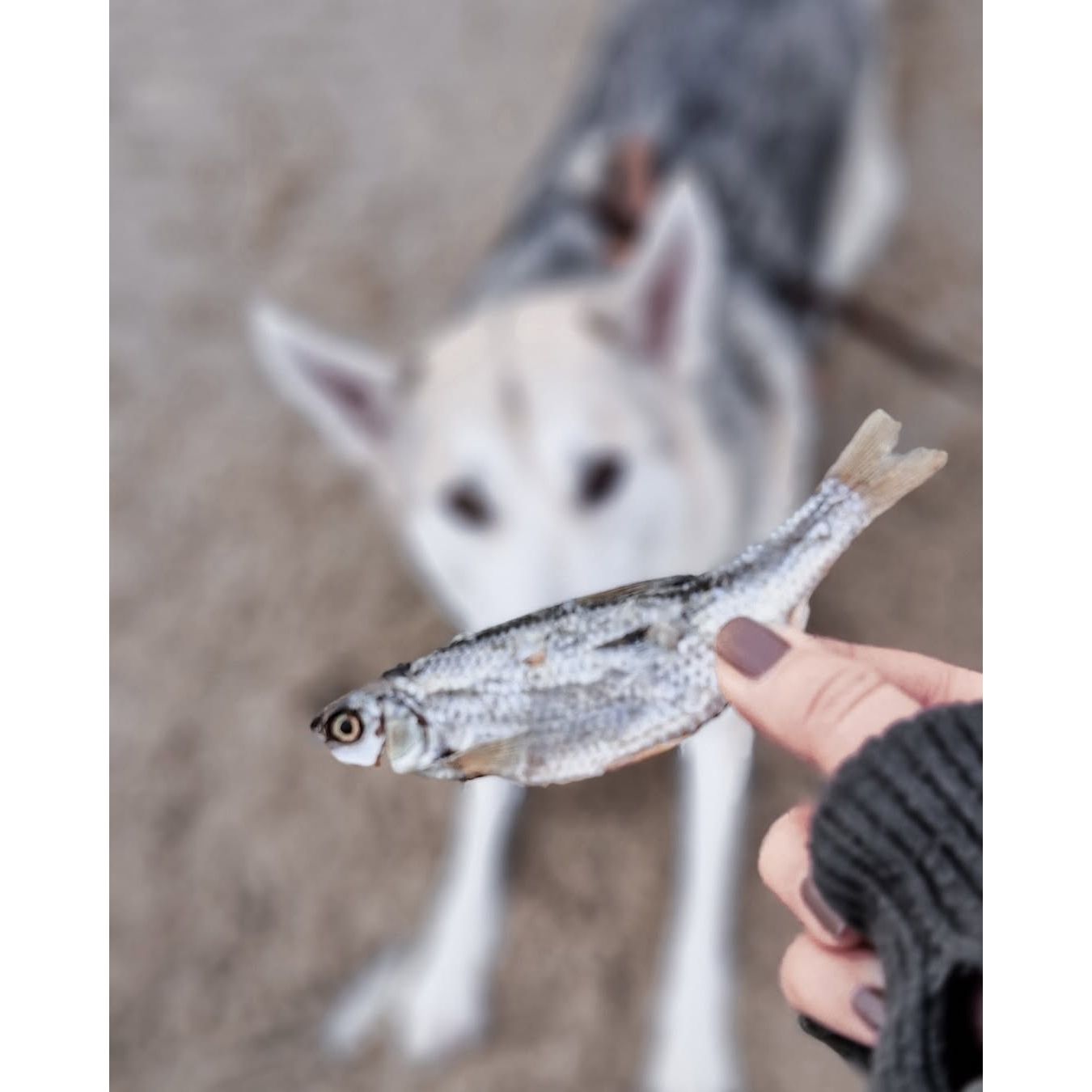 Tørret fisk til hund | Sild | 100 gr. | Riverwood Tyggeben