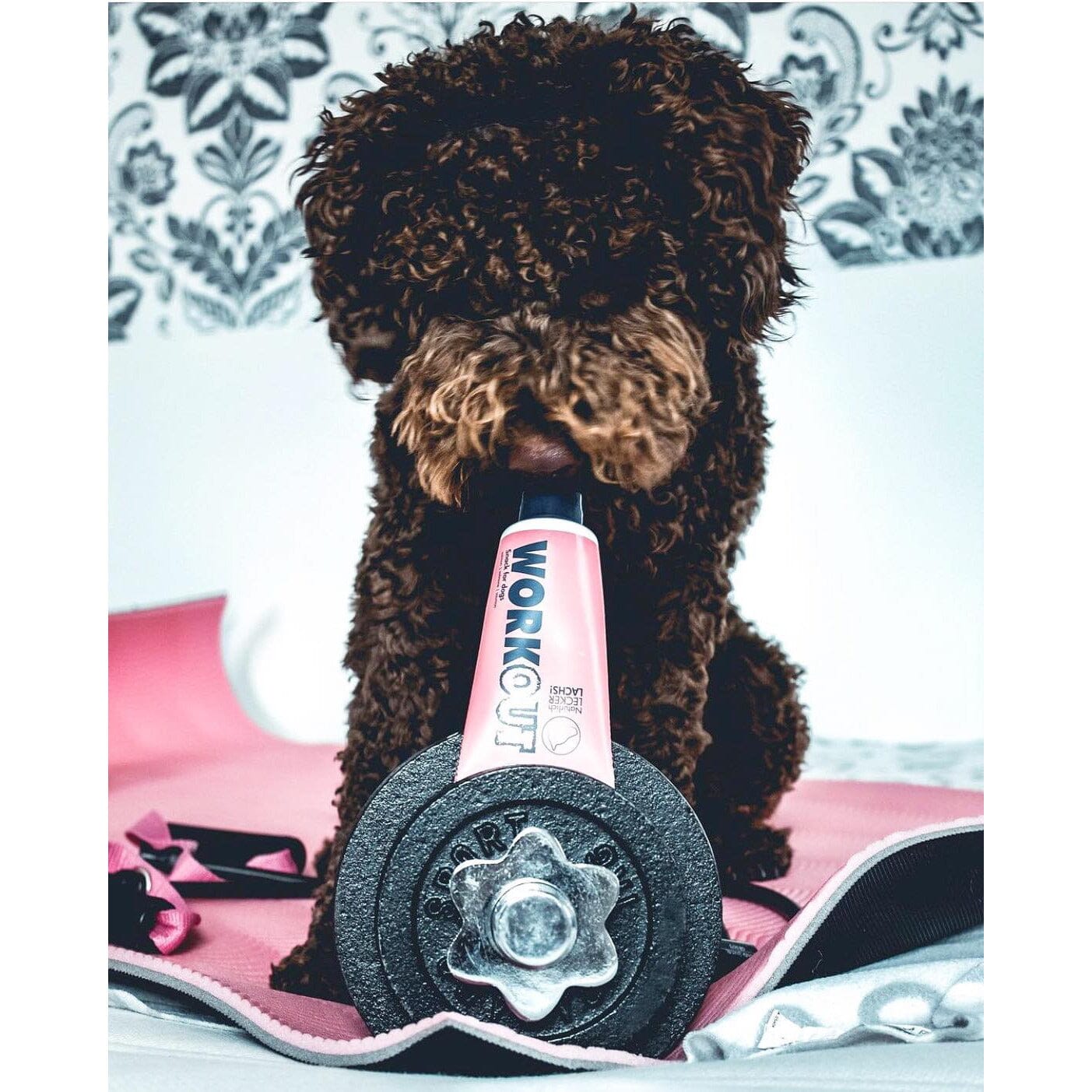 Hunde Snack på Tube | Laks 100g | Dr.Clauder's Hundegodbidder
